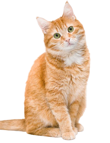 mmmm removebg preview mmmm removebg preview